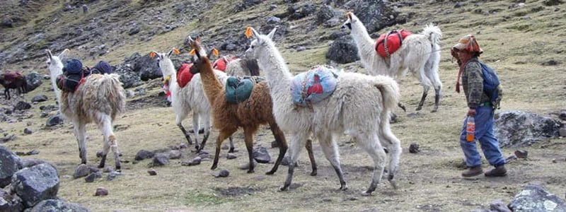 lares y camino inca corto dia 1