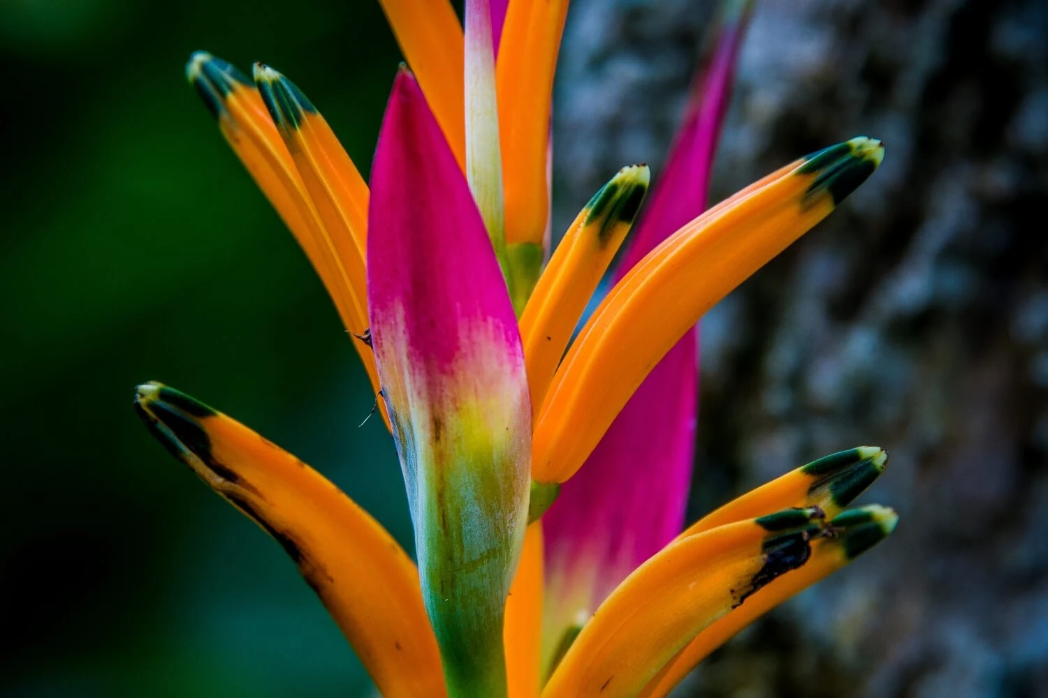 Flora de la selva peruana