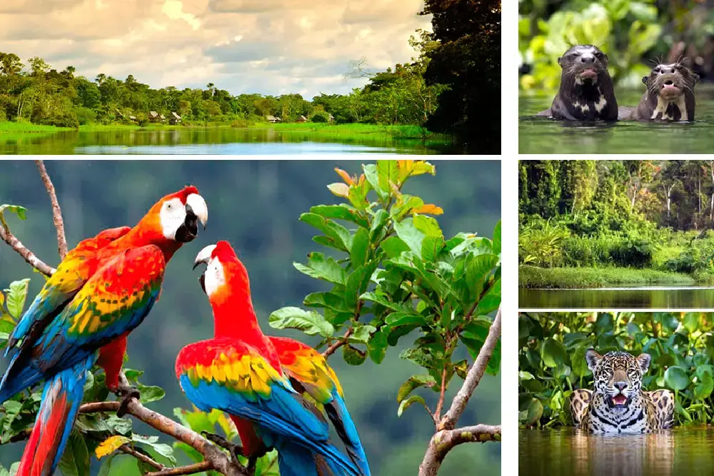 Parque Nacional del Manu