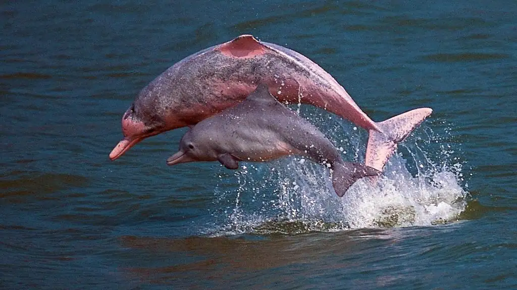 tour 4 días selva de iquitos