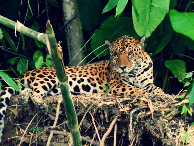 Amigable con el medio ambiente agencia de viajes en peru