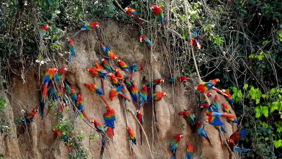 tours a la selva de Tambopata peru