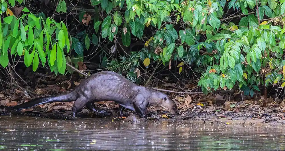 animales en los tours reserva tambopata