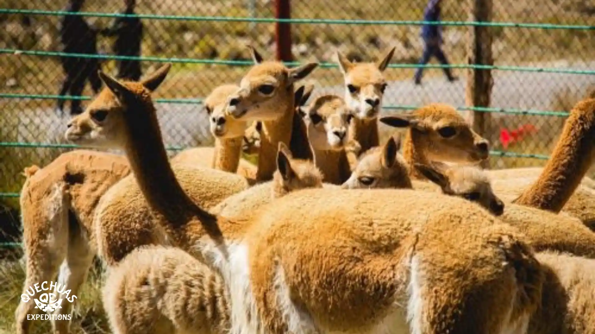 Chaccu de vicuñas en Ayacucho
