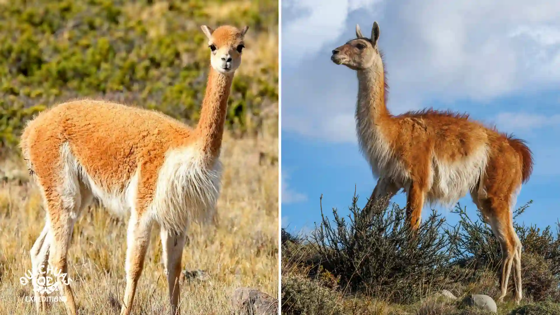 Diferencia entre vicuña vs guanaco