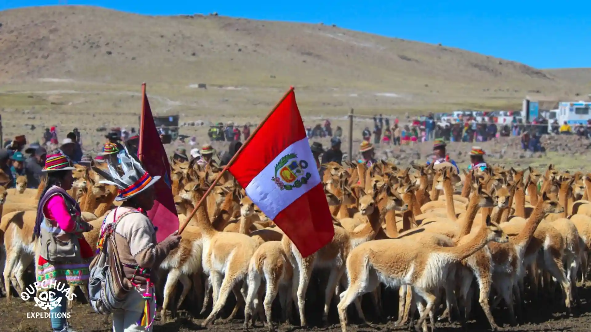 Qué es el Chaccu de Vicuñas