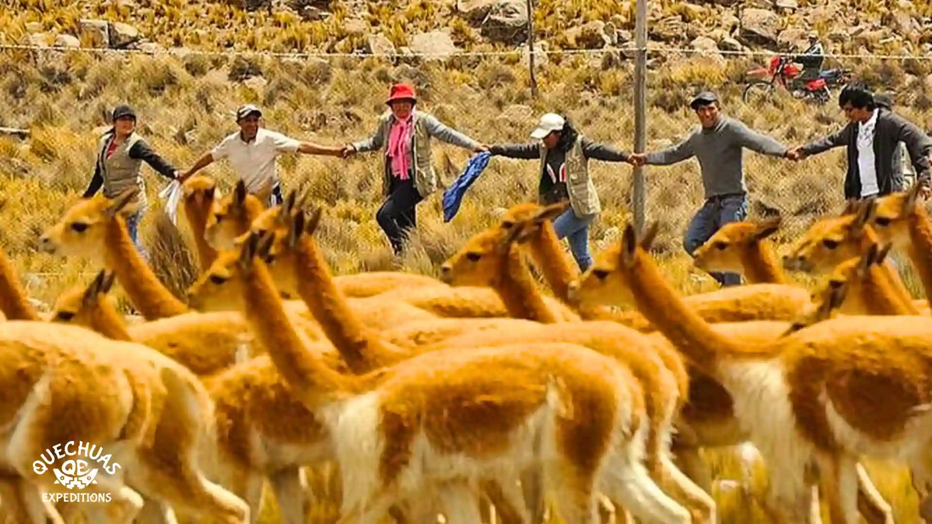 chaccu de vicuñas